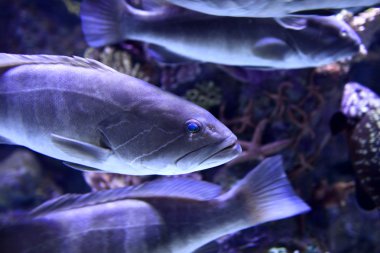 Epinephelus marginatus