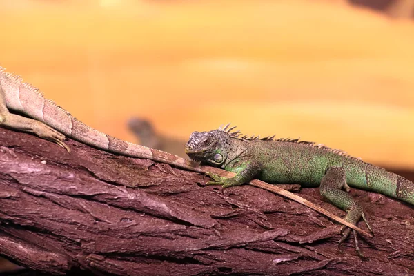 Chinese water dragon on branch tree — Stock Photo, Image