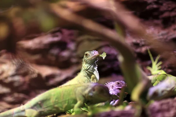 Eating lizards — Stock Photo, Image