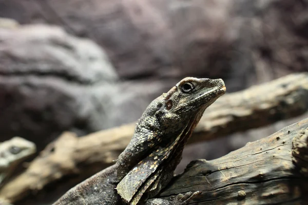 Frill-necked lizard — Stock Photo, Image