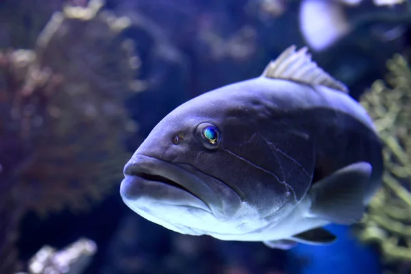 Head of Epinephelus marginatus — Stock Photo, Image