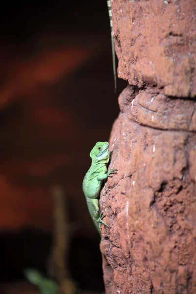 Lizard climbing up the rock — Stock Photo, Image
