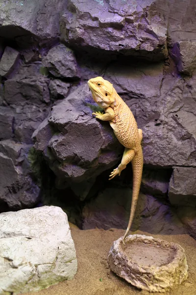 Lézard rampant sur un rocher — Photo