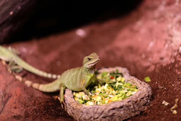 Lizard eating vegetables — Stock Photo, Image