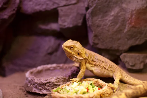 Lizard next to plate of food — Stock Photo, Image