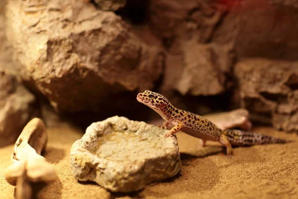 Lagarto junto a plato de agua — Foto de Stock