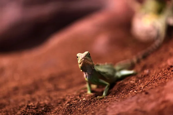 The lizard on a sand — Stock Photo, Image