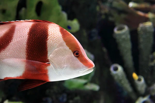 Red and white striped fish — Stock Photo, Image