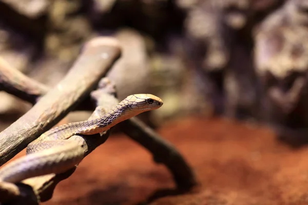 De slang op een stokje — Stockfoto