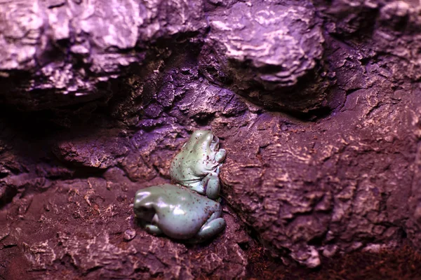 The toad — Stock Photo, Image