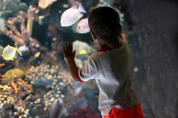 Niño en el acuario — Foto de Stock