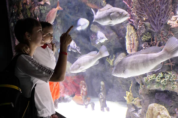 Mère et fils regardant crépuscule mérou poissons — Photo