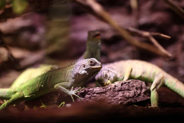 Los lagartos comen verduras — Foto de Stock
