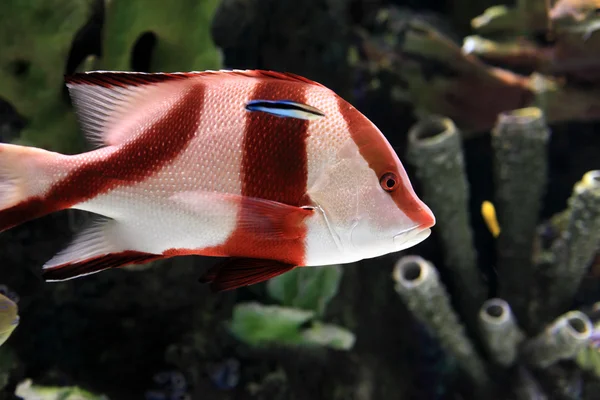 Red and white tropical striped fish — Stock Photo, Image