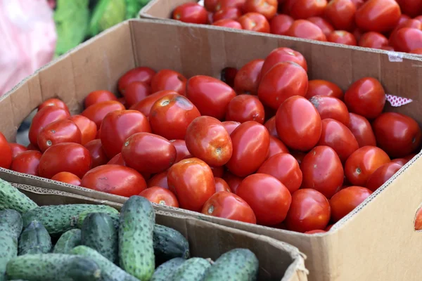 Tomates frescos e pepinos — Fotografia de Stock