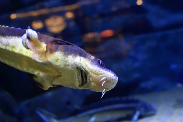 Niebieski ryb w dużym akwarium — Zdjęcie stockowe