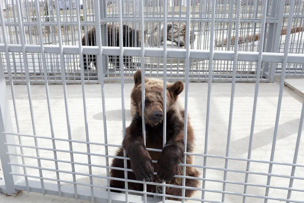 Urso cansado — Fotografia de Stock
