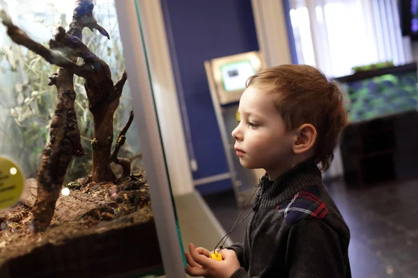 Ragazzo al museo — Foto Stock