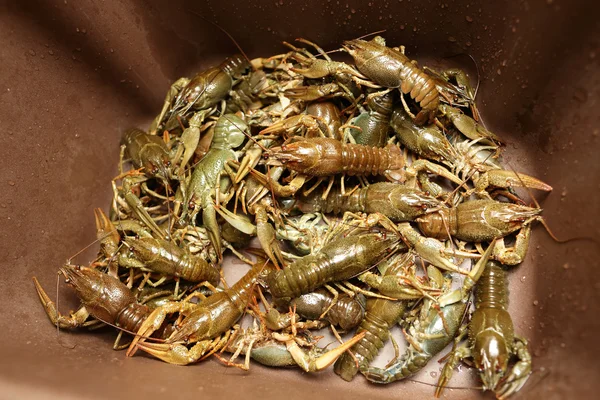 Crayfish in the kitchen sink — Stock Photo, Image