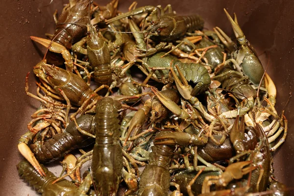 Gamberi freschi nel lavandino della cucina — Foto Stock