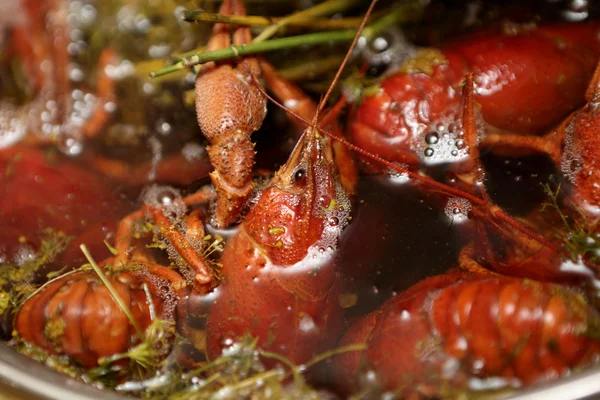 Red boiled crayfish with dill — Stock Photo, Image
