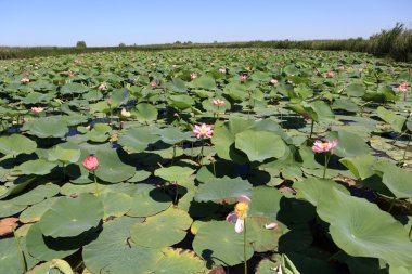Saç ekimi Hint lotus