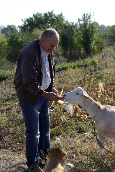 Man feeding a goat — Stock Photo, Image