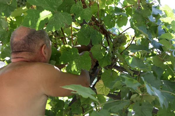 Hombre recogiendo uvas — Foto de Stock