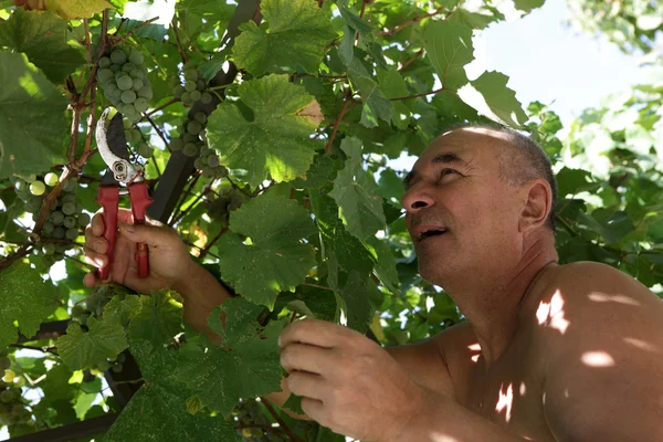Senior man picking grapes — Stock Photo, Image