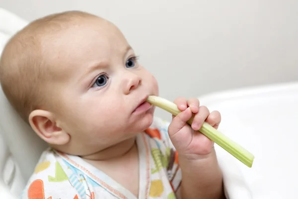 Baby boy biting celery — Stock Photo, Image