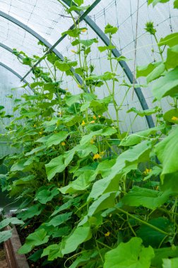 Vahşi greenhousepink üzerinde nat karanfil salatalık tarımı