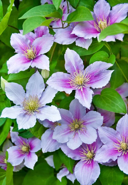 Flores de clematis púrpura en un natural — Foto de Stock