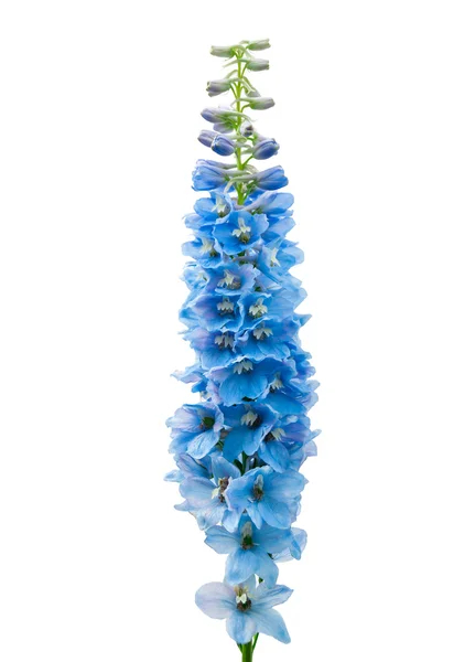 Flor delphinium azul isolada sobre branco — Fotografia de Stock