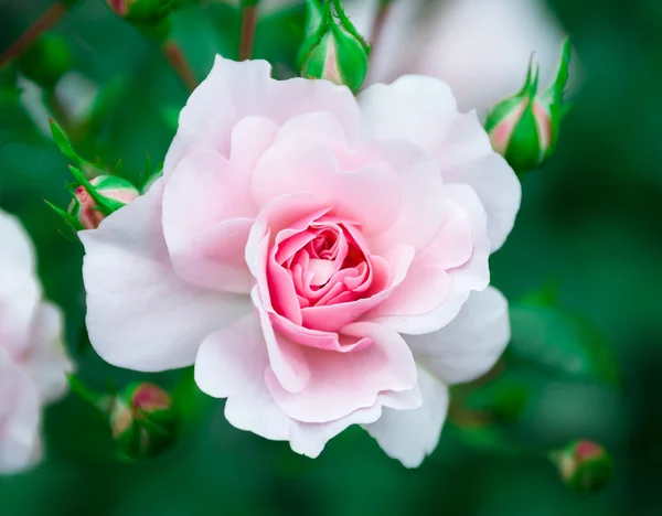 自然な背景の花ピンクのバラ — ストック写真