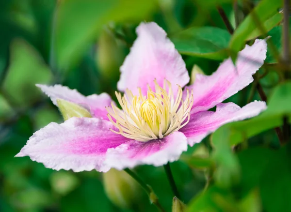 Clematis flower on natural — Stock Photo, Image