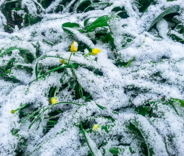 Neve sull'erba verde e fiori — Foto Stock