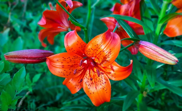 Mooie bloem oranje lelies — Stockfoto