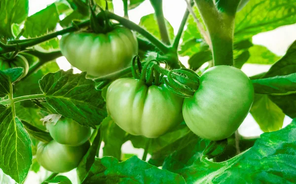 Зелені помідори в теплиці  . — стокове фото