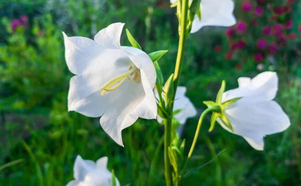 Harebell flor branca — Fotografia de Stock