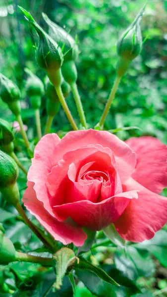 Hermosa flor rosa — Foto de Stock