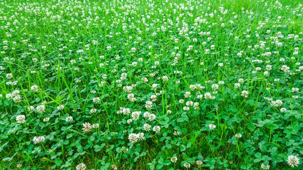Medicinal plant, white clover field. — Stock Photo, Image