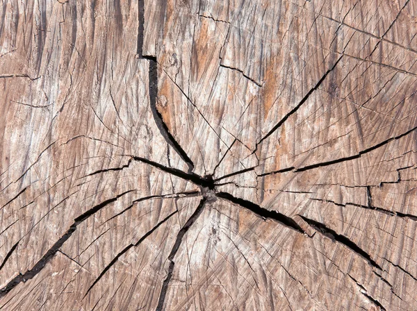 Struttura del vecchio albero incrinato . — Foto Stock