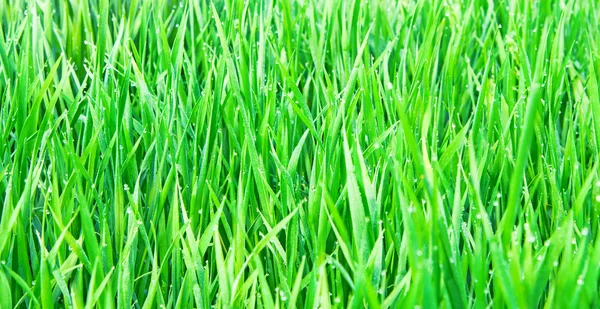 Frisches grünes Gras mit Wassertropfen — Stockfoto