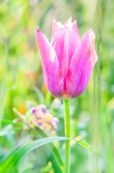 Pequeño tulipán rosa . —  Fotos de Stock