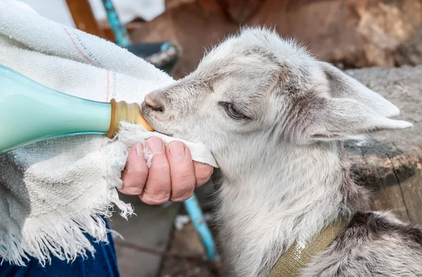 Рука кормит козленка молочной бутылкой — стоковое фото