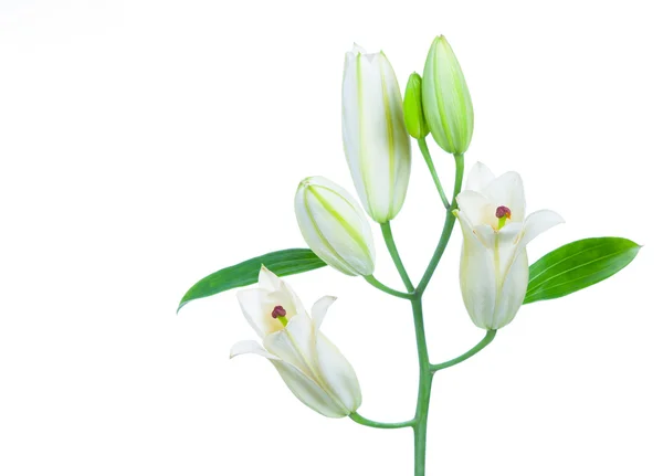 White lily. Isolated on white background — Stock Photo, Image