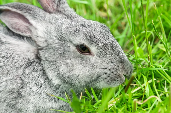 Rabbit sitting in grass, smiling at camera — Stock Photo, Image