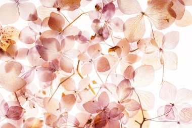 beyaz üzerine kuru ortanca