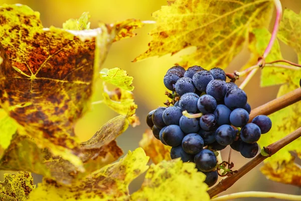 Höstens vine gård — Stockfoto