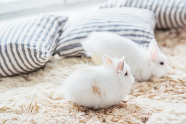 Coelhos agradáveis com travesseiros — Fotografia de Stock